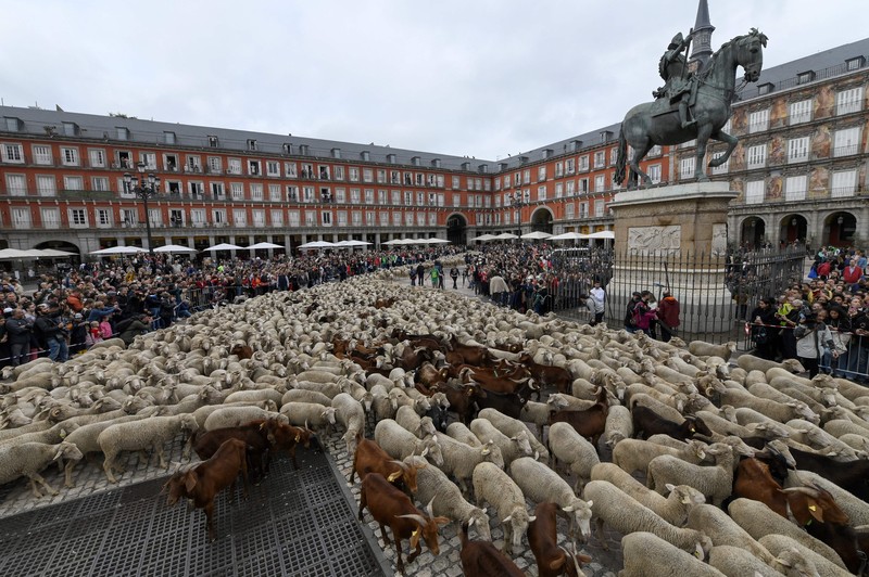 Seorang gembala memimpin kawanan domba melalui pusat kota selama festival tahunan yang dikenal sebagai La Fiesta de la Trashumancia (Festival Transhumance) di Madrid, Spanyo, Minggu (23/10/2022). Para penggembala menggiring hewan ternak mereka melalui jalan beraspal di ibu kota Spanyol untuk dipindahkan dari dataran tinggi yang sejuk di musim panas ke padang rumput musim dingin di dataran rendah di wilayah selatan negara itu. (Photo by Marcos del Mazo/LightRocket via Getty Images)