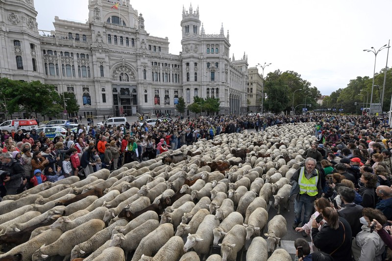 Festival Transhumance Menggiring Domba di Spanyol Seorang gembala memimpin kawanan domba melalui pusat kota selama festival tahunan yang dikenal sebagai La Fiesta de la Trashumancia (Festival Transhumance) di Madrid, Spanyo, Minggu (23/10/2022). Para penggembala menggiring hewan ternak mereka melalui jalan beraspal di ibu kota Spanyol untuk dipindahkan dari dataran tinggi yang sejuk di musim panas ke padang rumput musim dingin di dataran rendah di wilayah selatan negara itu. (Photo by Marcos del Mazo/LightRocket via Getty Images)