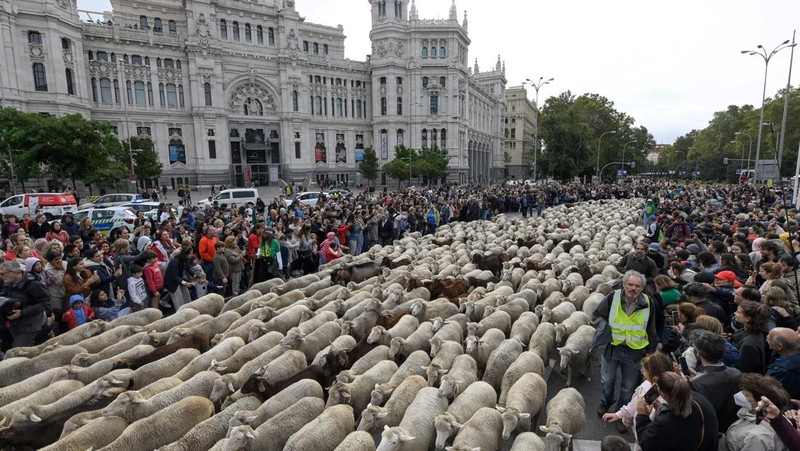 Seorang gembala memimpin kawanan domba melalui pusat kota selama festival tahunan yang dikenal sebagai La Fiesta de la Trashumancia (Festival Transhumance) di Madrid, Spanyo, Minggu (23/10/2022). Para penggembala menggiring hewan ternak mereka melalui jalan beraspal di ibu kota Spanyol untuk dipindahkan dari dataran tinggi yang sejuk di musim panas ke padang rumput musim dingin di dataran rendah di wilayah selatan negara itu. (Photo by Marcos del Mazo/LightRocket via Getty Images)