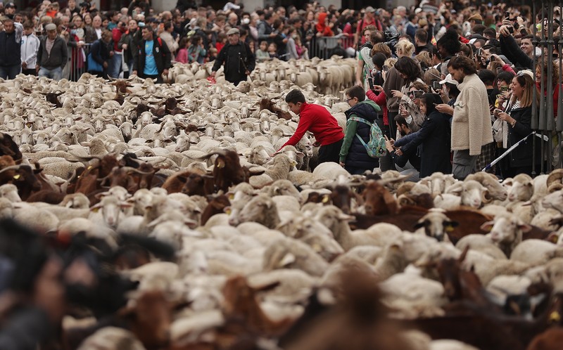 Festival Transhumance Menggiring Domba di Spanyol Seorang gembala memimpin kawanan domba melalui pusat kota selama festival tahunan yang dikenal sebagai La Fiesta de la Trashumancia (Festival Transhumance) di Madrid, Spanyo, Minggu (23/10/2022). Para penggembala menggiring hewan ternak mereka melalui jalan beraspal di ibu kota Spanyol untuk dipindahkan dari dataran tinggi yang sejuk di musim panas ke padang rumput musim dingin di dataran rendah di wilayah selatan negara itu. (Photo by Marcos del Mazo/LightRocket via Getty Images)