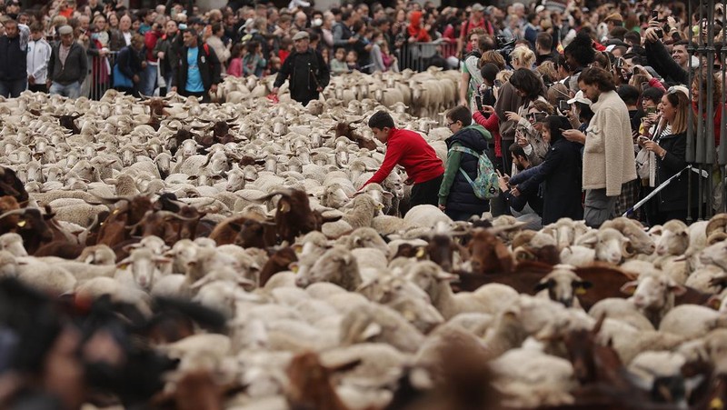Seorang gembala memimpin kawanan domba melalui pusat kota selama festival tahunan yang dikenal sebagai La Fiesta de la Trashumancia (Festival Transhumance) di Madrid, Spanyo, Minggu (23/10/2022). Para penggembala menggiring hewan ternak mereka melalui jalan beraspal di ibu kota Spanyol untuk dipindahkan dari dataran tinggi yang sejuk di musim panas ke padang rumput musim dingin di dataran rendah di wilayah selatan negara itu. (Photo by Marcos del Mazo/LightRocket via Getty Images)