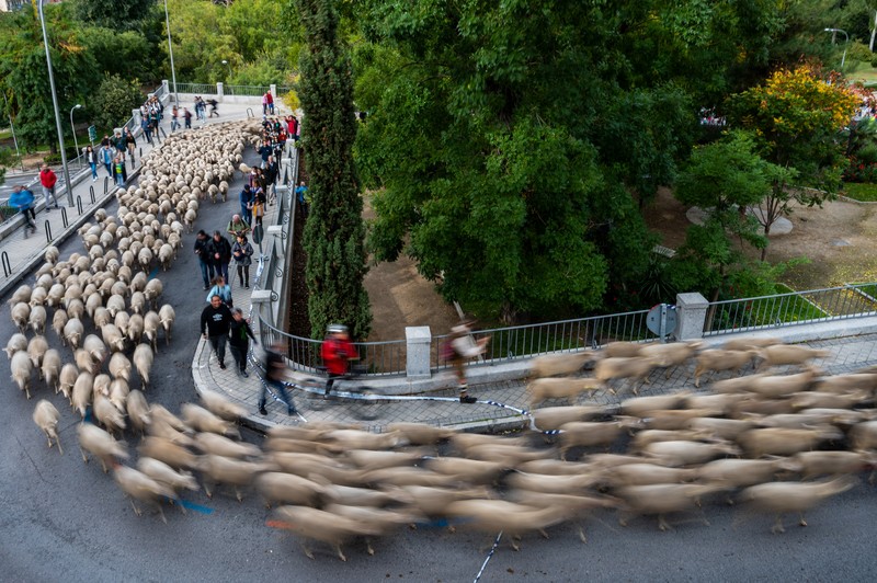 Seorang gembala memimpin kawanan domba melalui pusat kota selama festival tahunan yang dikenal sebagai La Fiesta de la Trashumancia (Festival Transhumance) di Madrid, Spanyo, Minggu (23/10/2022). Para penggembala menggiring hewan ternak mereka melalui jalan beraspal di ibu kota Spanyol untuk dipindahkan dari dataran tinggi yang sejuk di musim panas ke padang rumput musim dingin di dataran rendah di wilayah selatan negara itu. (Photo by Marcos del Mazo/LightRocket via Getty Images)