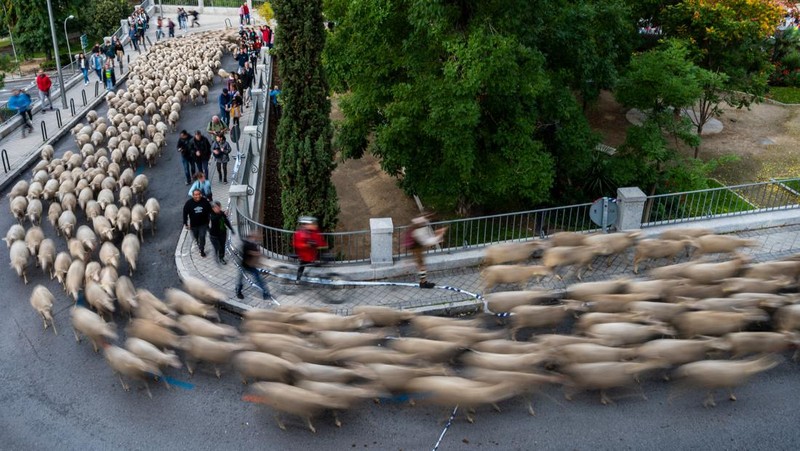 Seorang gembala memimpin kawanan domba melalui pusat kota selama festival tahunan yang dikenal sebagai La Fiesta de la Trashumancia (Festival Transhumance) di Madrid, Spanyo, Minggu (23/10/2022). Para penggembala menggiring hewan ternak mereka melalui jalan beraspal di ibu kota Spanyol untuk dipindahkan dari dataran tinggi yang sejuk di musim panas ke padang rumput musim dingin di dataran rendah di wilayah selatan negara itu. (Photo by Marcos del Mazo/LightRocket via Getty Images)