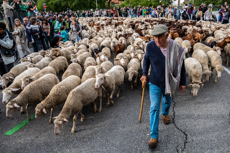 Seorang gembala memimpin kawanan domba melalui pusat kota selama festival tahunan yang dikenal sebagai La Fiesta de la Trashumancia (Festival Transhumance) di Madrid, Spanyo, Minggu (23/10/2022). Para penggembala menggiring hewan ternak mereka melalui jalan beraspal di ibu kota Spanyol untuk dipindahkan dari dataran tinggi yang sejuk di musim panas ke padang rumput musim dingin di dataran rendah di wilayah selatan negara itu. (Photo by Marcos del Mazo/LightRocket via Getty Images)