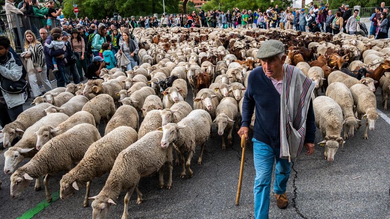 Seorang gembala memimpin kawanan domba melalui pusat kota selama festival tahunan yang dikenal sebagai La Fiesta de la Trashumancia (Festival Transhumance) di Madrid, Spanyo, Minggu (23/10/2022). Para penggembala menggiring hewan ternak mereka melalui jalan beraspal di ibu kota Spanyol untuk dipindahkan dari dataran tinggi yang sejuk di musim panas ke padang rumput musim dingin di dataran rendah di wilayah selatan negara itu. (Photo by Marcos del Mazo/LightRocket via Getty Images)