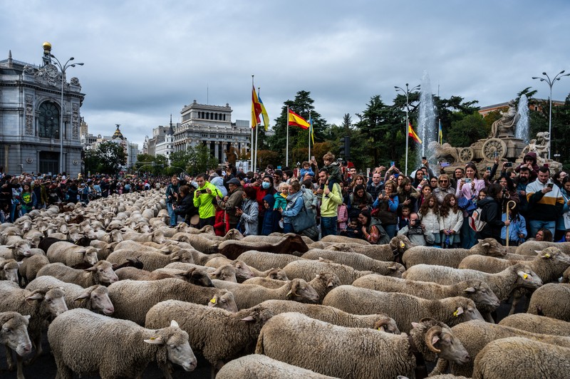 Seorang gembala memimpin kawanan domba melalui pusat kota selama festival tahunan yang dikenal sebagai La Fiesta de la Trashumancia (Festival Transhumance) di Madrid, Spanyo, Minggu (23/10/2022). Para penggembala menggiring hewan ternak mereka melalui jalan beraspal di ibu kota Spanyol untuk dipindahkan dari dataran tinggi yang sejuk di musim panas ke padang rumput musim dingin di dataran rendah di wilayah selatan negara itu. (Photo by Marcos del Mazo/LightRocket via Getty Images)