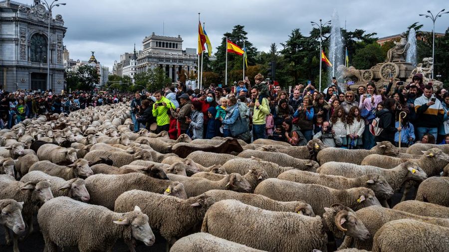 Seorang gembala memimpin kawanan domba melalui pusat kota selama festival tahunan yang dikenal sebagai La Fiesta de la Trashumancia (Festival Transhumance) di Madrid, Spanyo, Minggu (23/10/2022). Para penggembala menggiring hewan ternak mereka melalui jalan beraspal di ibu kota Spanyol untuk dipindahkan dari dataran tinggi yang sejuk di musim panas ke padang rumput musim dingin di dataran rendah di wilayah selatan negara itu. (Photo by Marcos del Mazo/LightRocket via Getty Images)