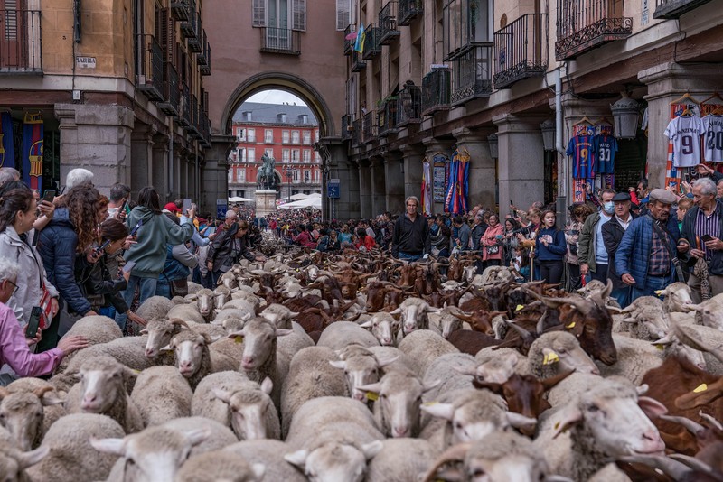 Festival Transhumance Menggiring Domba di Spanyol Seorang gembala memimpin kawanan domba melalui pusat kota selama festival tahunan yang dikenal sebagai La Fiesta de la Trashumancia (Festival Transhumance) di Madrid, Spanyo, Minggu (23/10/2022). Para penggembala menggiring hewan ternak mereka melalui jalan beraspal di ibu kota Spanyol untuk dipindahkan dari dataran tinggi yang sejuk di musim panas ke padang rumput musim dingin di dataran rendah di wilayah selatan negara itu. (Photo by Marcos del Mazo/LightRocket via Getty Images)