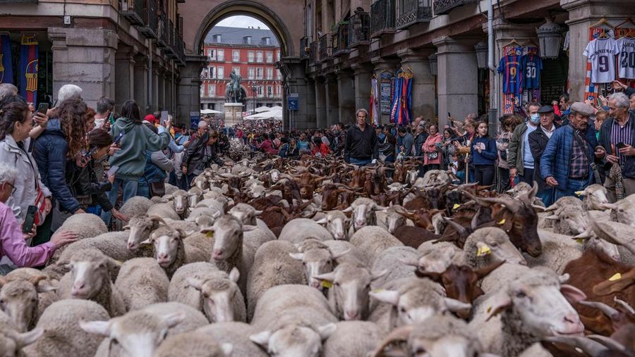 Seorang gembala memimpin kawanan domba melalui pusat kota selama festival tahunan yang dikenal sebagai La Fiesta de la Trashumancia (Festival Transhumance) di Madrid, Spanyo, Minggu (23/10/2022). Para penggembala menggiring hewan ternak mereka melalui jalan beraspal di ibu kota Spanyol untuk dipindahkan dari dataran tinggi yang sejuk di musim panas ke padang rumput musim dingin di dataran rendah di wilayah selatan negara itu. (Photo by Marcos del Mazo/LightRocket via Getty Images)