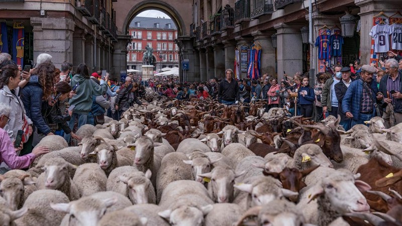 Seorang gembala memimpin kawanan domba melalui pusat kota selama festival tahunan yang dikenal sebagai La Fiesta de la Trashumancia (Festival Transhumance) di Madrid, Spanyo, Minggu (23/10/2022). Para penggembala menggiring hewan ternak mereka melalui jalan beraspal di ibu kota Spanyol untuk dipindahkan dari dataran tinggi yang sejuk di musim panas ke padang rumput musim dingin di dataran rendah di wilayah selatan negara itu. (Photo by Marcos del Mazo/LightRocket via Getty Images)