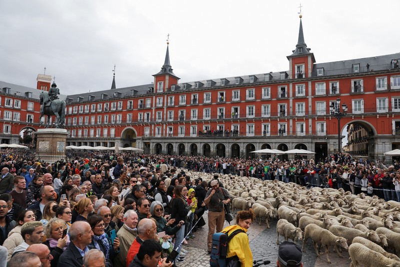 Seorang gembala memimpin kawanan domba melalui pusat kota selama festival tahunan yang dikenal sebagai La Fiesta de la Trashumancia (Festival Transhumance) di Madrid, Spanyo, Minggu (23/10/2022). Para penggembala menggiring hewan ternak mereka melalui jalan beraspal di ibu kota Spanyol untuk dipindahkan dari dataran tinggi yang sejuk di musim panas ke padang rumput musim dingin di dataran rendah di wilayah selatan negara itu. (Photo by Marcos del Mazo/LightRocket via Getty Images)