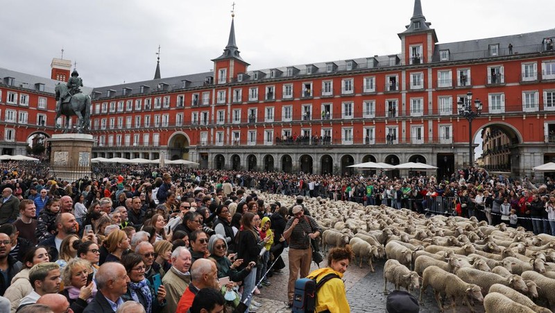 Seorang gembala memimpin kawanan domba melalui pusat kota selama festival tahunan yang dikenal sebagai La Fiesta de la Trashumancia (Festival Transhumance) di Madrid, Spanyo, Minggu (23/10/2022). Para penggembala menggiring hewan ternak mereka melalui jalan beraspal di ibu kota Spanyol untuk dipindahkan dari dataran tinggi yang sejuk di musim panas ke padang rumput musim dingin di dataran rendah di wilayah selatan negara itu. (Photo by Marcos del Mazo/LightRocket via Getty Images)
