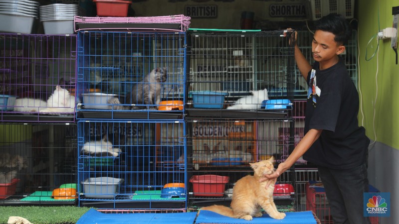 Pasar Hewan Barito Suasana penjualan hewan di Pasar Hewan Barito, Kebayoran Baru, Jakarta, Selasa (25/10/2022). Sebanyak 85 kios di Pasar Hewan Barito kembali beroperasi setelah rampung direnovasi selama lima bulan untuk memberikan kenyamanan bagi pedagang dan pembeli. (CNBC Indonesia/ Muhammad Sabki)