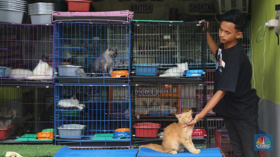 Suasana penjualan hewan di Pasar Hewan Barito, Kebayoran Baru, Jakarta, Selasa (25/10/2022). Sebanyak 85 kios di Pasar Hewan Barito kembali beroperasi setelah rampung direnovasi selama lima bulan untuk memberikan kenyamanan bagi pedagang dan pembeli. (CNBC Indonesia/ Muhammad Sabki)