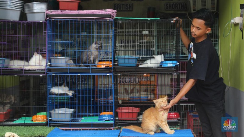 Suasana penjualan hewan di Pasar Hewan Barito, Kebayoran Baru, Jakarta, Selasa (25/10/2022). Sebanyak 85 kios di Pasar Hewan Barito kembali beroperasi setelah rampung direnovasi selama lima bulan untuk memberikan kenyamanan bagi pedagang dan pembeli. (CNBC Indonesia/ Muhammad Sabki)