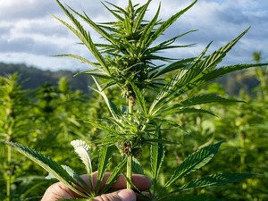Alasan Pemerintah Jerman Legalkan Ganja