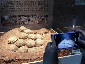 5 Sarang Dinosaurus Terbesar yang Pernah Ditemukan, Ada Fosil Ratusan Telur