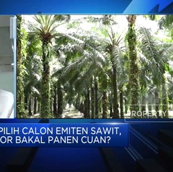 Ramai Emiten Sawit Mengantri, Bakal Cuan yang Mana ya?
