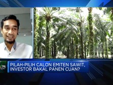 Ramai Emiten Sawit Mengantri, Bakal Cuan yang Mana ya?