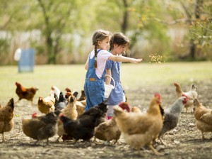 7 Fakta Menarik Tentang Ayam, Benarkah Keturunan T-rex?