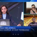 Bukan Oversupply, Ini Penyebab Harga Ayam Tak Stabil