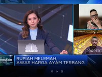 Bukan Oversupply, Ini Penyebab Harga Ayam Tak Stabil