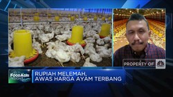 Peternak Mengeluh, Rupiah Lemas Bikin Harga Pakan Impor Mahal