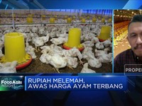 Peternak Mengeluh, Rupiah Lemas Bikin Harga Pakan Impor Mahal