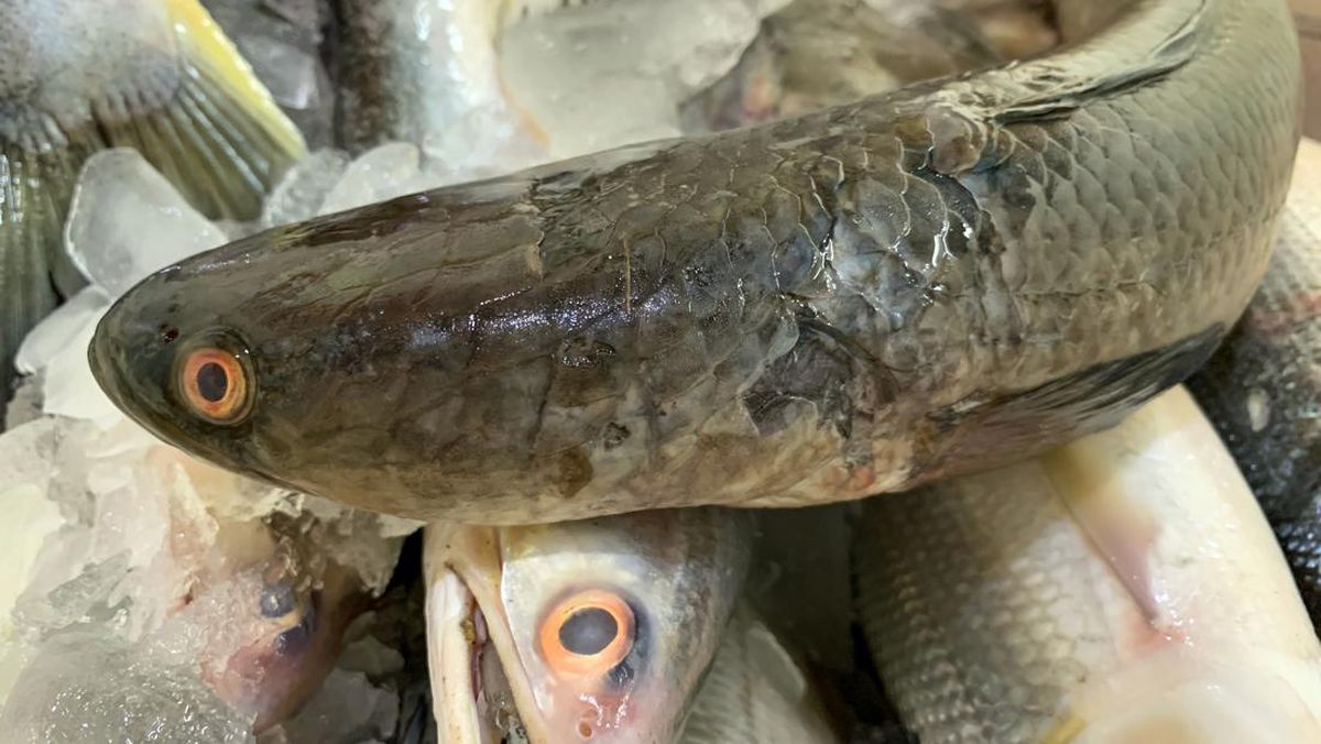 7 Manfaat Ikan Gabus dan Ungkapan Tentangnya di Sunda