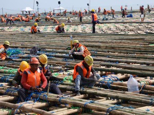 Proyek Tol Semarang-Demak Pakai 7 Juta Batang Bambu dari Jawa-Kalimantan
