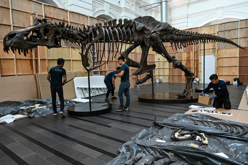 Kerangka T-Rex bernama Shen dipamerkan di Victoria Theatre & Concert Hall sebelum dilelang. Harganya US$ 15 juta-US$ 25 juta atau Rp 232.5 miliar- Rp 387,5 miliar. (Photo by ROSLAN RAHMAN/AFP via Getty Images)