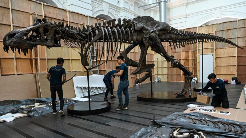 Kerangka T-Rex bernama Shen dipamerkan di Victoria Theatre & Concert Hall sebelum dilelang. Harganya US$ 15 juta-US$ 25 juta atau Rp 232.5 miliar- Rp 387,5 miliar. (Photo by ROSLAN RAHMAN/AFP via Getty Images)