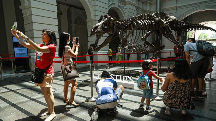 Kerangka T-Rex bernama Shen dipamerkan di Victoria Theatre & Concert Hall sebelum dilelang. Harganya US$ 15 juta-US$ 25 juta atau Rp 232.5 miliar- Rp 387,5 miliar. (Photo by ROSLAN RAHMAN/AFP via Getty Images)