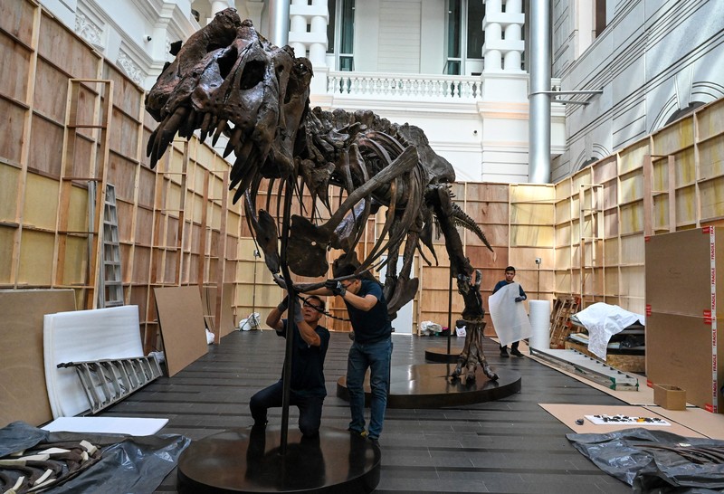 Kerangka T-Rex bernama Shen dipamerkan di Victoria Theatre & Concert Hall sebelum dilelang. Harganya US$ 15 juta-US$ 25 juta atau Rp 232.5 miliar- Rp 387,5 miliar. (Photo by ROSLAN RAHMAN/AFP via Getty Images)
