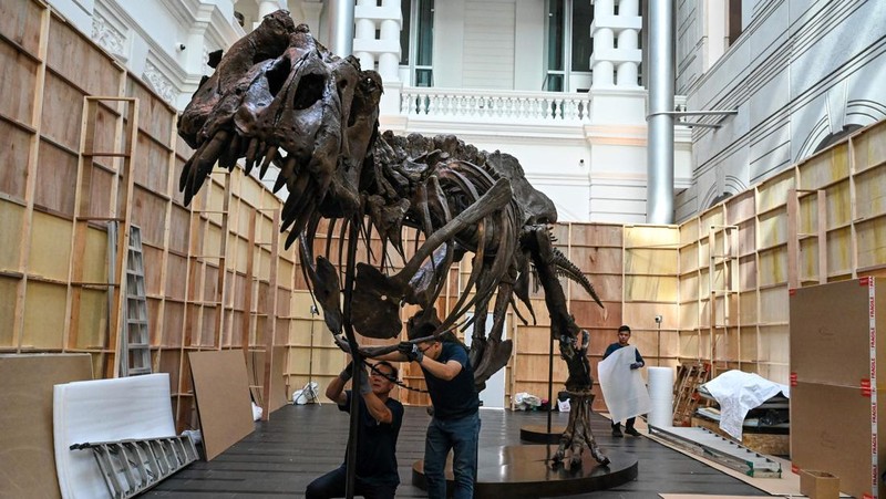 Kerangka T-Rex bernama Shen dipamerkan di Victoria Theatre & Concert Hall sebelum dilelang. Harganya US$ 15 juta-US$ 25 juta atau Rp 232.5 miliar- Rp 387,5 miliar. (Photo by ROSLAN RAHMAN/AFP via Getty Images)