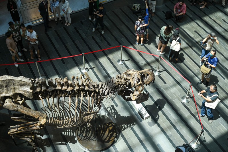 Kerangka T-Rex bernama Shen dipamerkan di Victoria Theatre & Concert Hall sebelum dilelang. Harganya US$ 15 juta-US$ 25 juta atau Rp 232.5 miliar- Rp 387,5 miliar. (Photo by ROSLAN RAHMAN/AFP via Getty Images)