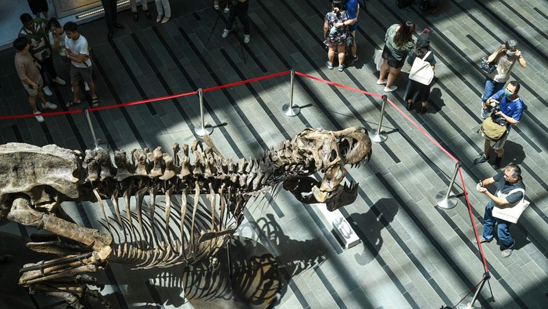 Kerangka T-Rex bernama Shen dipamerkan di Victoria Theatre & Concert Hall sebelum dilelang. Harganya US$ 15 juta-US$ 25 juta atau Rp 232.5 miliar- Rp 387,5 miliar. (Photo by ROSLAN RAHMAN/AFP via Getty Images)