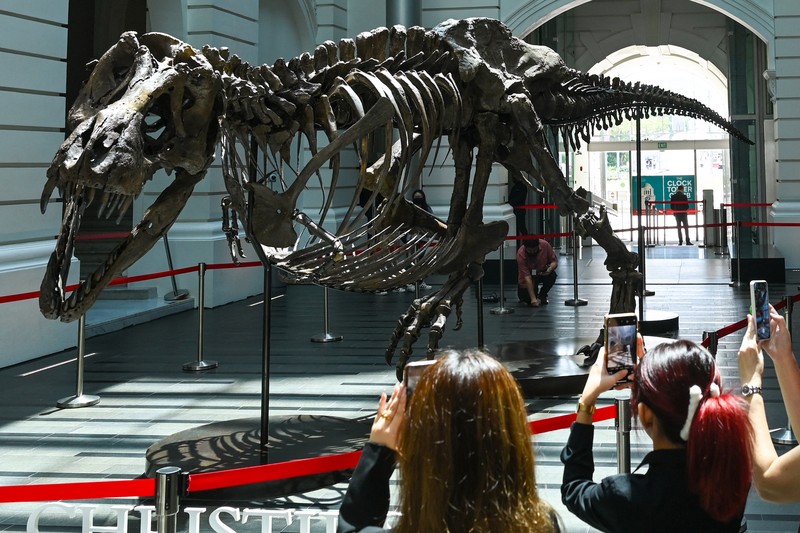 Kerangka T-Rex bernama Shen dipamerkan di Victoria Theatre & Concert Hall sebelum dilelang. Harganya US$ 15 juta-US$ 25 juta atau Rp 232.5 miliar- Rp 387,5 miliar. (Photo by ROSLAN RAHMAN/AFP via Getty Images)