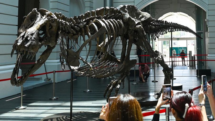 Kerangka T-Rex bernama Shen dipamerkan di Victoria Theatre & Concert Hall sebelum dilelang. Harganya US$ 15 juta-US$ 25 juta atau Rp 232.5 miliar- Rp 387,5 miliar. (Photo by ROSLAN RAHMAN/AFP via Getty Images)
