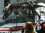 Siap Dilelang US$25 Juta, Intip Garangnya Fosil T-Rex Shen