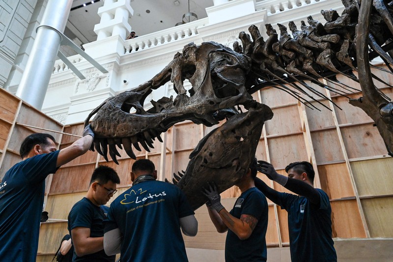 Kerangka T-Rex bernama Shen dipamerkan di Victoria Theatre & Concert Hall sebelum dilelang. Harganya US$ 15 juta-US$ 25 juta atau Rp 232.5 miliar- Rp 387,5 miliar. (Photo by ROSLAN RAHMAN/AFP via Getty Images)