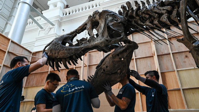 Kerangka T-Rex bernama Shen dipamerkan di Victoria Theatre & Concert Hall sebelum dilelang. Harganya US$ 15 juta-US$ 25 juta atau Rp 232.5 miliar- Rp 387,5 miliar. (Photo by ROSLAN RAHMAN/AFP via Getty Images)