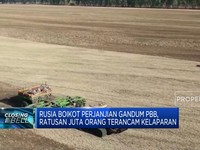 Rusia Boikot Perjanjian Gandum PBB