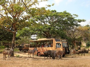 Taman Safari Bali: Daya Tarik, Lokasi, Harga Tiket, Jam Operasional, dan Rute