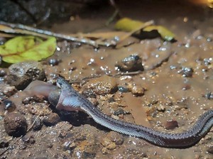 Naga Jawa Penunggu Gunung Sanggabuana