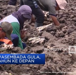 Menuju Swasembada Gula, Dalam 5 Tahun Ke Depan