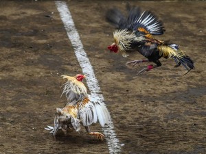 Gara-gara Sabung Ayam, Maskapai Korea Setop Angkut Ayam ke Filipina