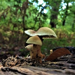 Di Australia Magic Mushroom Dipakai Buat Obat Depresi