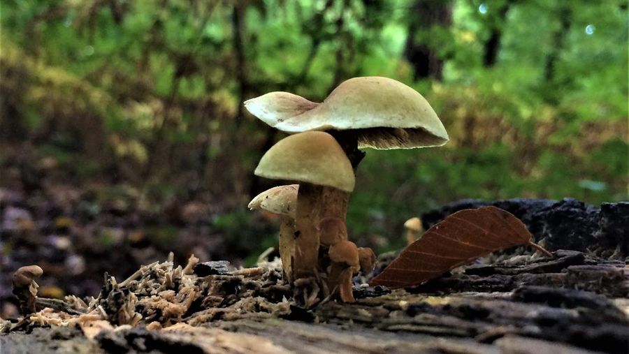 Ilustrasi Psilocybe cubensis atau Jamur ajaib. (Dok. Pixabay)