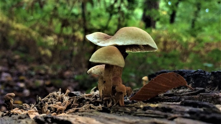 Ilustrasi Psilocybe cubensis atau Jamur ajaib. (Dok. Pixabay) Ilustrasi Psilocybe cubensis atau Jamur ajaib. (Dok. Pixabay)